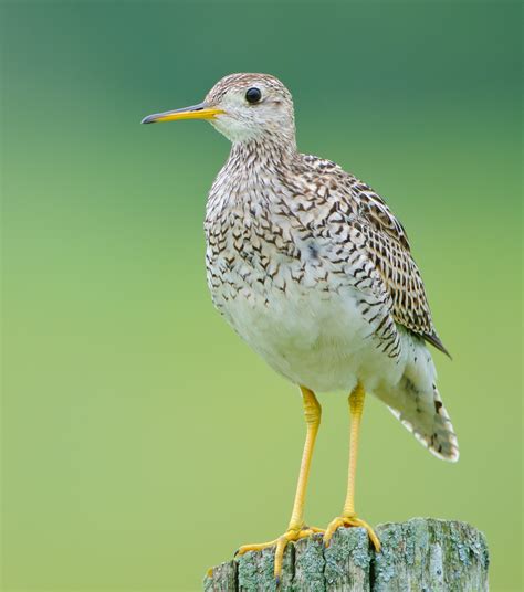 Upland Sandpiper (Bartramia longicauda) :: BirdWeather