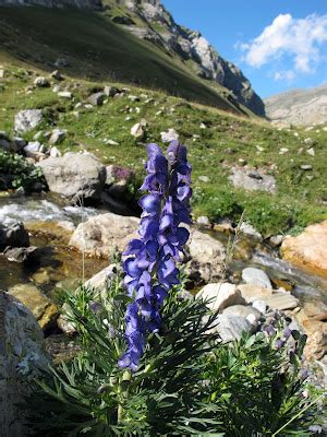 Sentir con Flores de Bach Pilar Vidal Clavería Flores