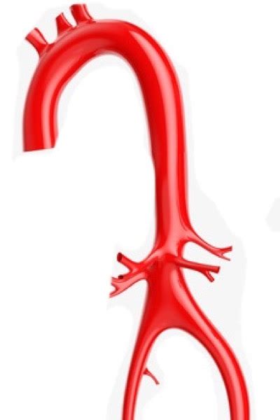 Zur Anatomie Der Aorta