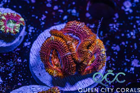 Super Orange Rainbow Acan - (WYSIWYG) | Queen City Corals