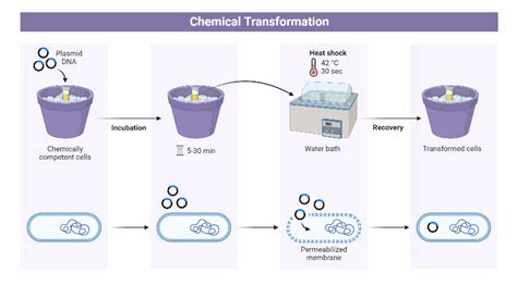 Bacterial Chemical Transformation BioRender Science Templates