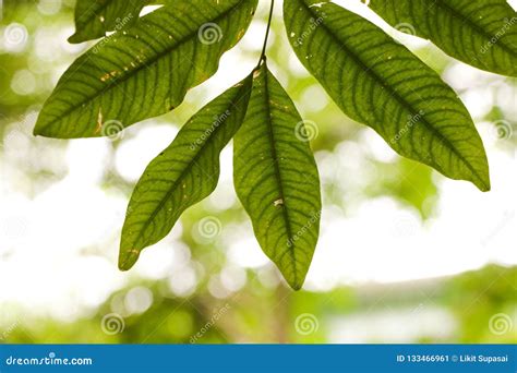 Leaf Soap Nut Tree in Garden Stock Image - Image of soap, sapindus: 133466961