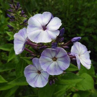 Vlambloem Flox Phlox Paniculata Younique Old Blue