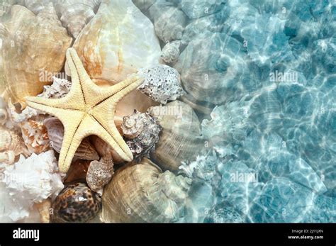 Starfish And Seashell On The Summer Beach In Sea Water Summer