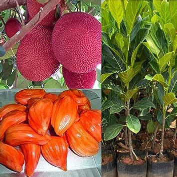 Pink JackFruit Plant Grafted Pink JackFruit Plant Height 1 5 2 FT