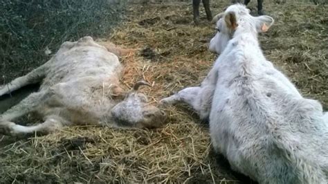 Oaba 🐮🐑 Les Maillons De La Chaine Des Sauvetages Danimaux Reupload