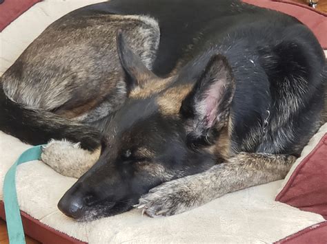 Will German Shepherds Kill Cats