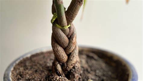 Braiding Money Trees When And How To Guide Simplify Plants