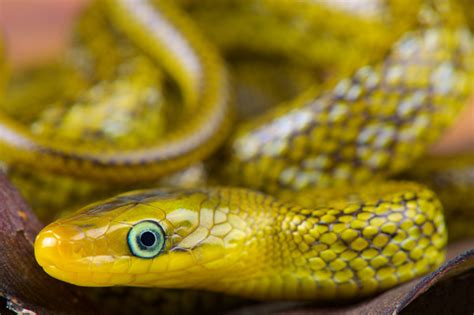Himalayan Trinket Snake Orthriophis Hodgsoni Stock Photo - Download ...