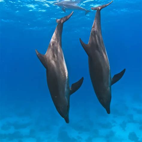 Three dolphins swimming underwater — Stock Photo © vitaliy_sokol #13898265