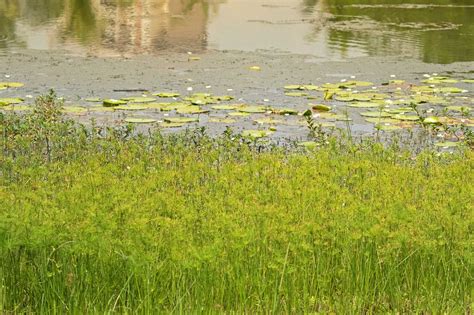 Naaldgras Eleocharis Plantenindex Vtwonen