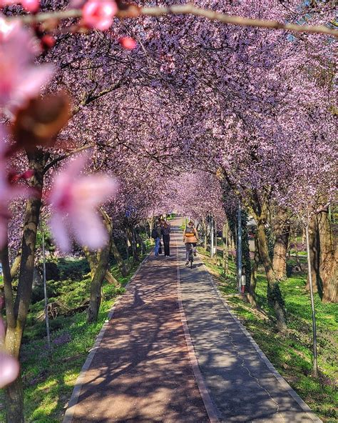 Tunelul Iubirii La Timi Oara Cire Ii Japonezi Au Nflorit Cu Aproape