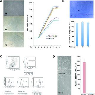 Bmsc Isolation Culture Differentiation And Identification A Light