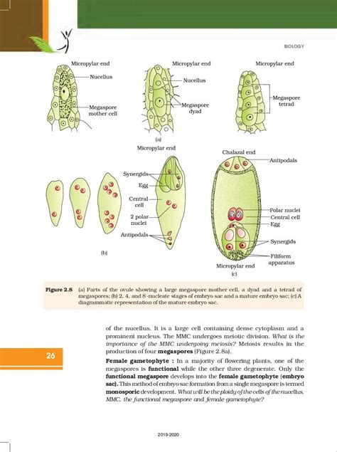 Up Board Book Class 12 Biology Chapter 2 Sexual Reproduction In Flowering Plants