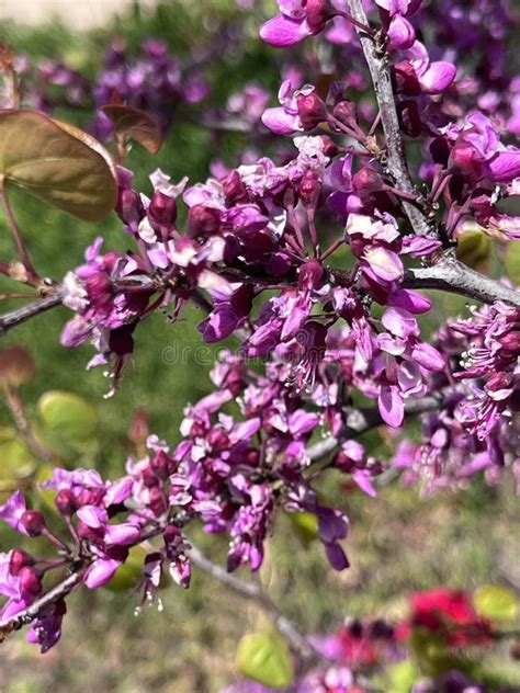 Flowers Of Western Redbud California Redbud Cercis Occidentalis Stock