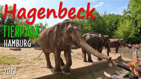 Hagenbeck Tierpark Hamburg 4K 2023 der größten Elefantenherden Europas