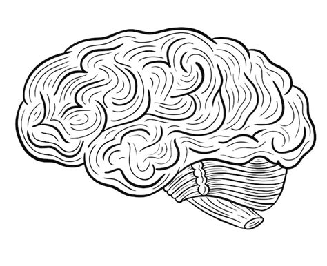 Premium Vector Human Brain Hand Drawn Engraved Sketch Drawing Vector