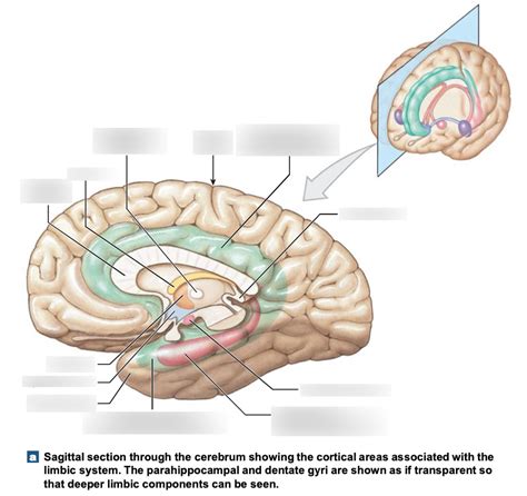 Limbic System Diagram Quizlet