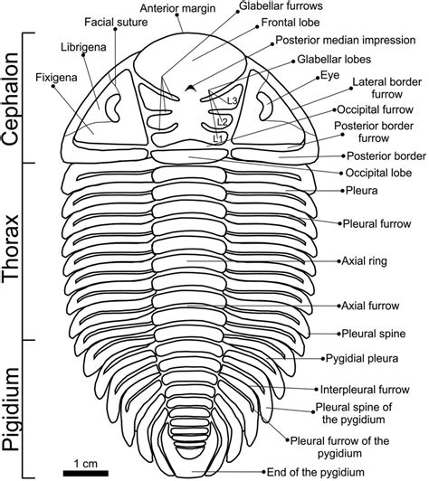 Insect Exoskeleton Diagram