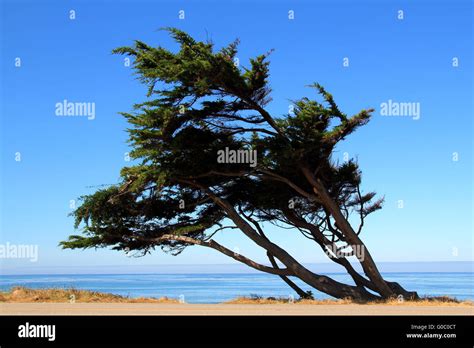 Tree blowing in the wind hi-res stock photography and images - Alamy