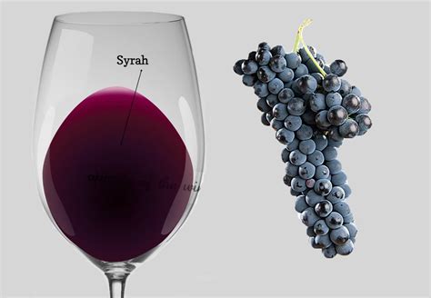 Syrah Uva Origen Características Cultivo Potencial Cata