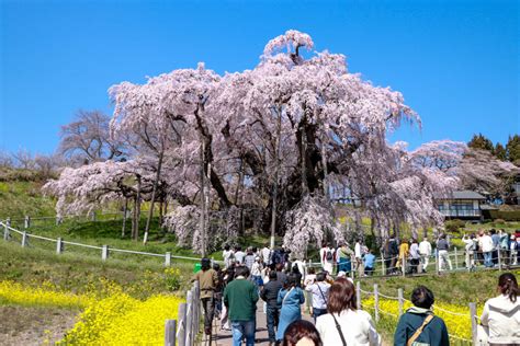 2023年 滝桜の状況（4月1日）1400頃 Find！三春 【みはる観光協会～福島県三春町】