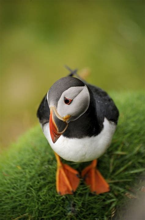 Serene Puffin In Shetland Scotland Uk