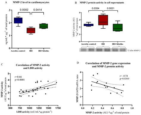 IJMS Free Full Text Klotho Protein Decreases MMP Mediated