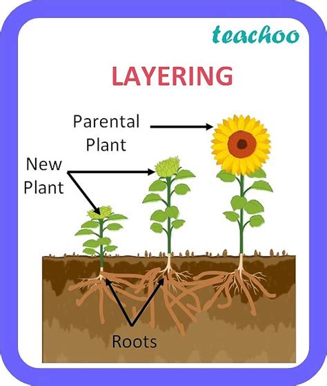 Class 10 Vegetative Propagation Definition Examples Types