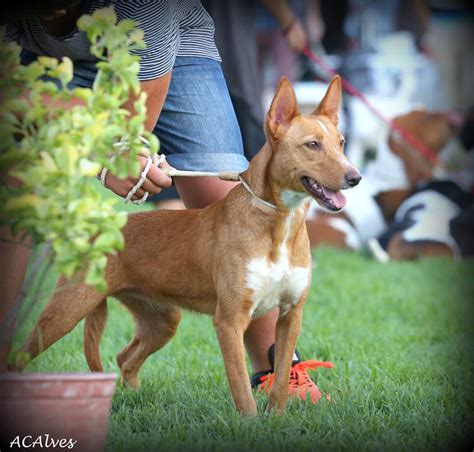 Caça Em Pedrógão D`aire 30ª Exposição Canina Monográfica Do Podengo