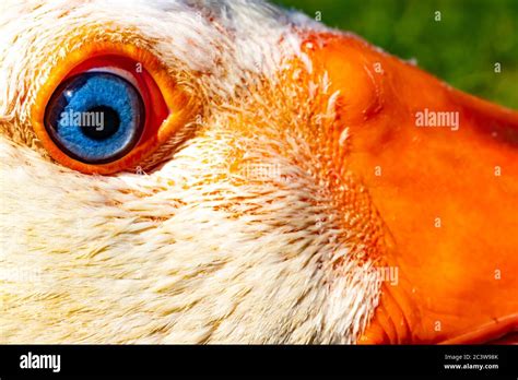 A Macro Photograph Of A Gooses Eyes Stock Photo Alamy