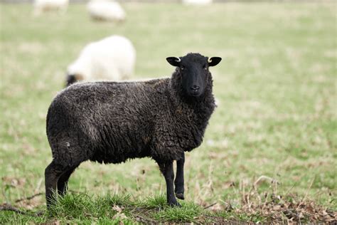 8 Solid Black Sheep Breeds Pictures