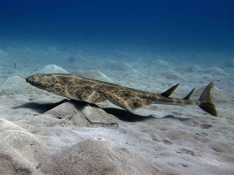 Angel Shark Facts Facts Net