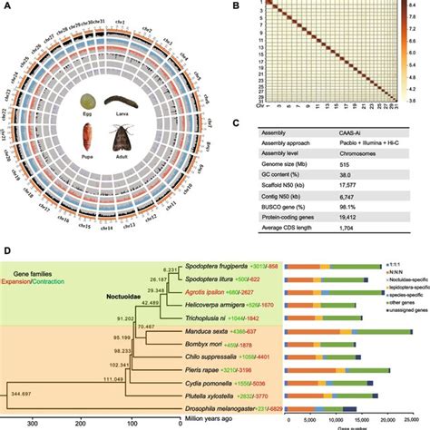 Chromosome Level Genome Assembly And Evolutionary Analysis Of Agrotis