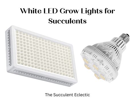 Grow Lights for Succulents | A Simple Guide | The Succulent Eclectic