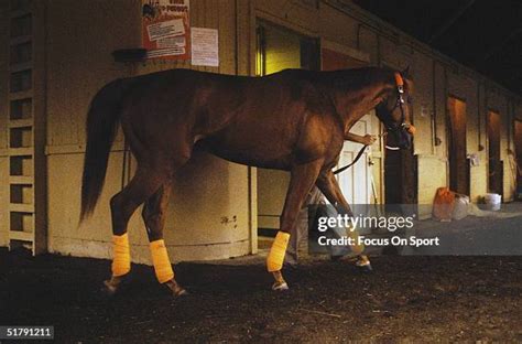 Affirmed Photos And Premium High Res Pictures Getty Images