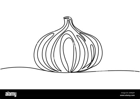 Garlic In Continuous Line Art Drawing Style Garlic Bulb With Separated