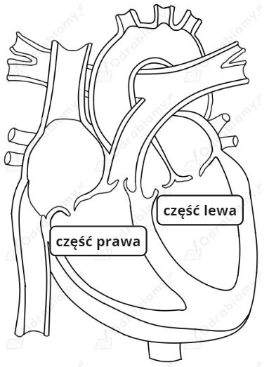 Na Rysunku Przedstawiono Zadanie Biologia Bez Tajemnic