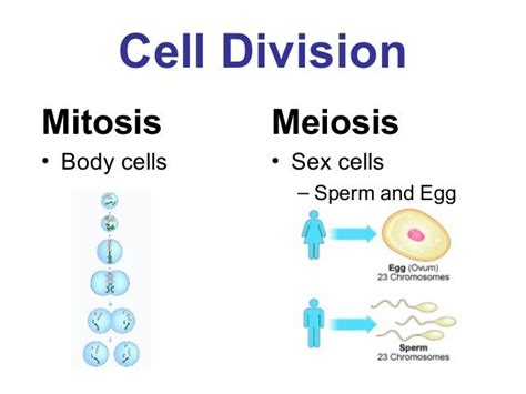 G7 Ch41 Sexual Reproduction And Meiosis