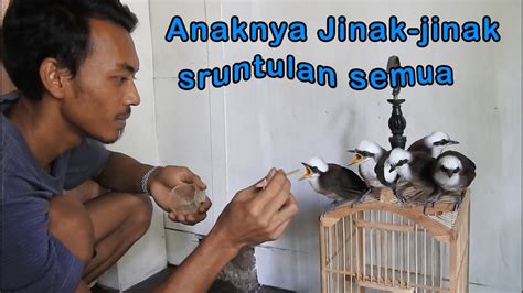 Burung Hibrid Terbaru Tercipta Di Sumedang Hasil Silangan Poksay