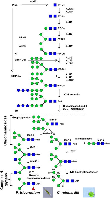 Frontiers Protein N Glycosylation In Eukaryotic Microalgae And Its