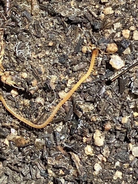 Soil Centipedes From Sierra De San Pedro M Rtir Ensenada Baja