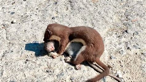 Naturaleza En Estado Puro Lucha Encarnizada Entre Una Comadreja Y Una Rata