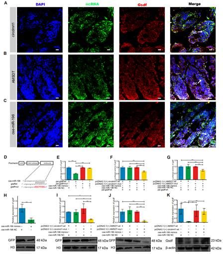 YSFRI Published Research On The CeRNA Crosstalk Mediated By NcRNAs In