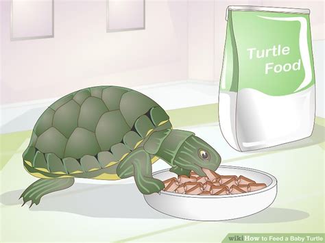 How to Feed a Baby Turtle: 10 Steps (with Pictures) - wikiHow