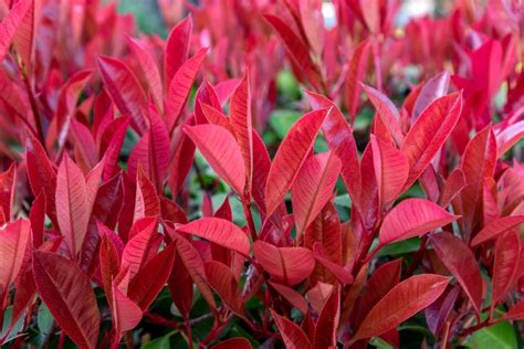 Carre Rouge Hedging Plants Photinia X Fraseri Carre Rouge Harrod