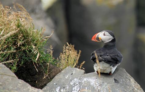 Puffin Iceland Icelandic - Free photo on Pixabay - Pixabay