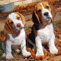 Buddy the albino beagle. Softest fur! | Albino, Animals, Beagle