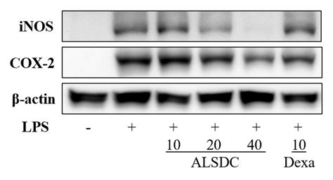 Effect Of Alsdc On Lps Induced Inos And Cox 2 Protein Expression In