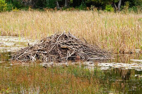 Beaver Lodge Stock Photos Pictures And Royalty Free Images Istock